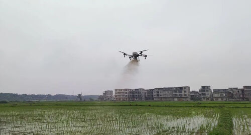 últimas notícias da empresa sobre Cidade antiga: Drone "em serviço" para ajudar a estabilizar a produção de arroz e aumentar a renda
