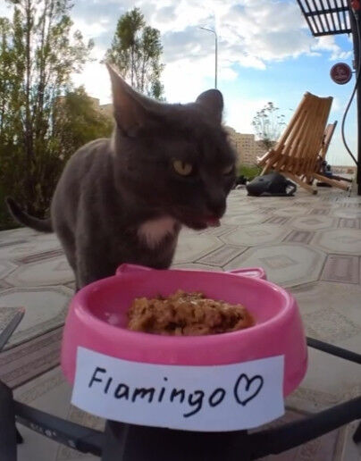 últimas notícias da empresa sobre Drones: uma nova cafetaria aérea para gatos vadios
